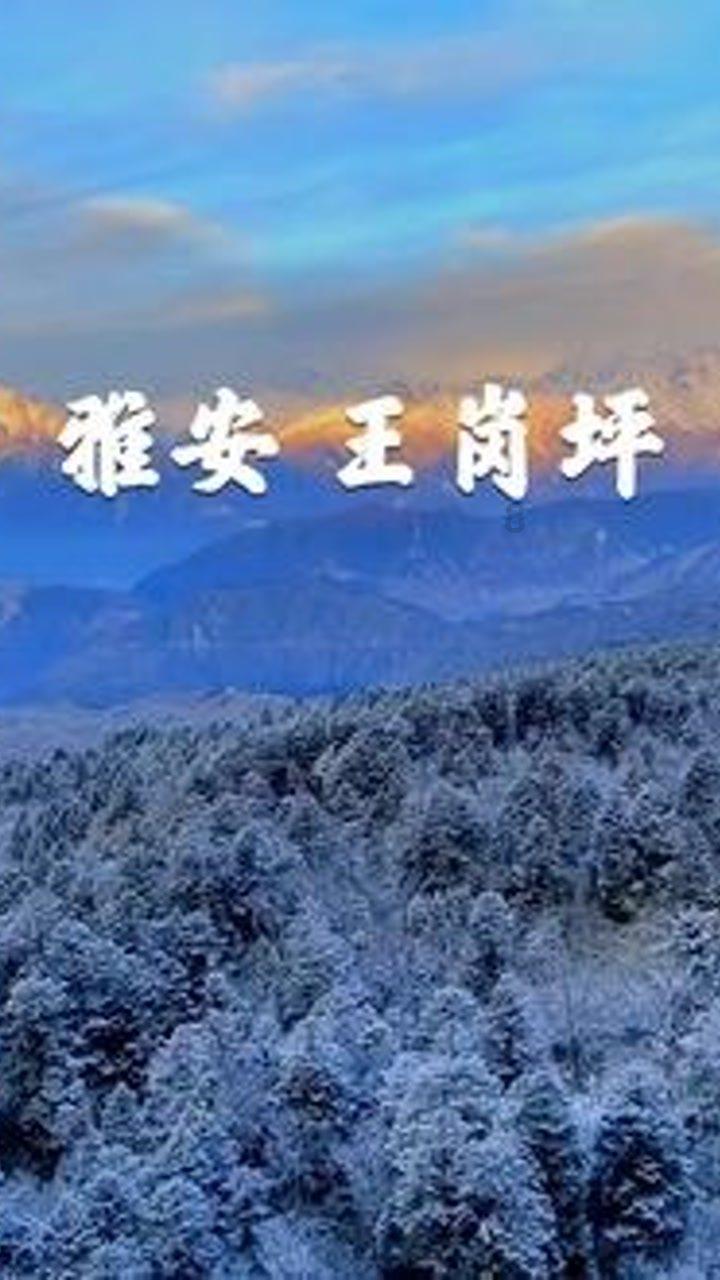 奥利维亚收养猫